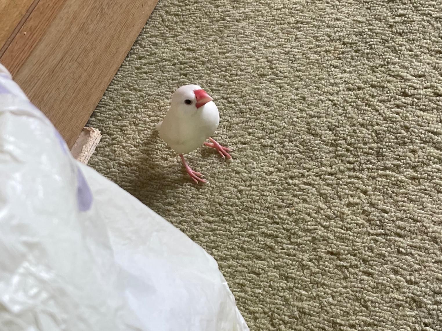 めるちゃん めるちゃん