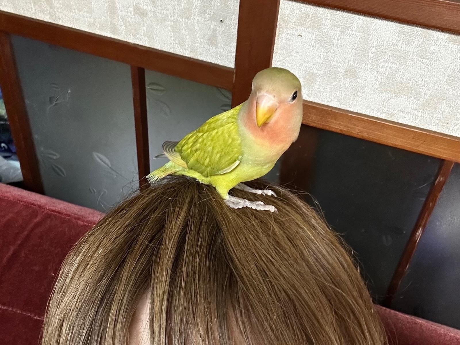 オルガちゃん オルガちゃん