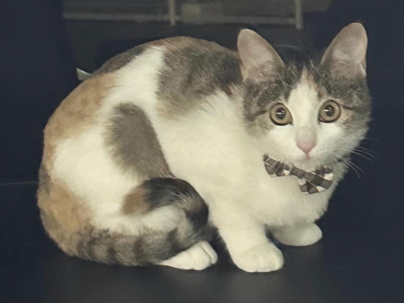 あさちゃん あさちゃん