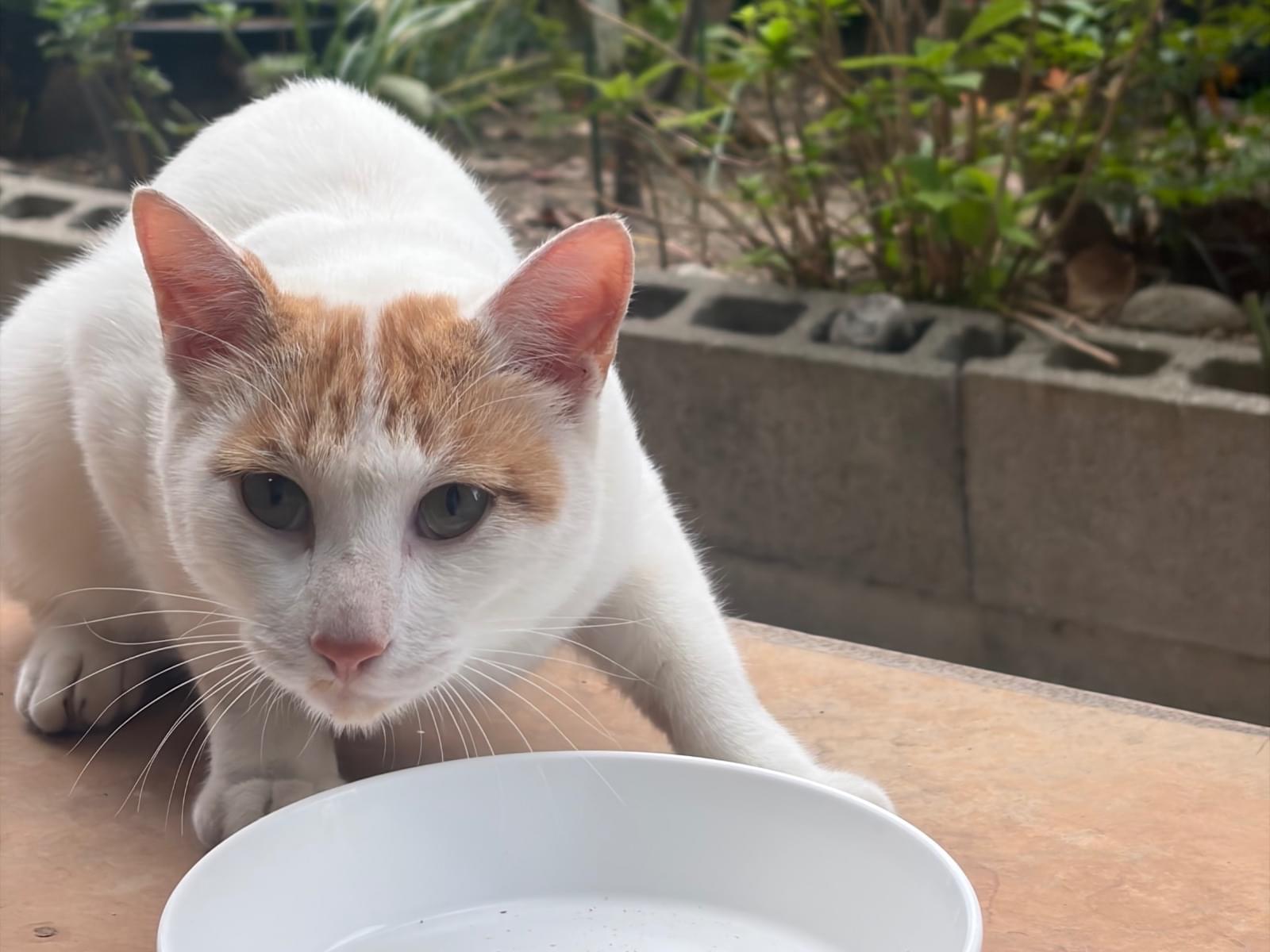 目撃された猫