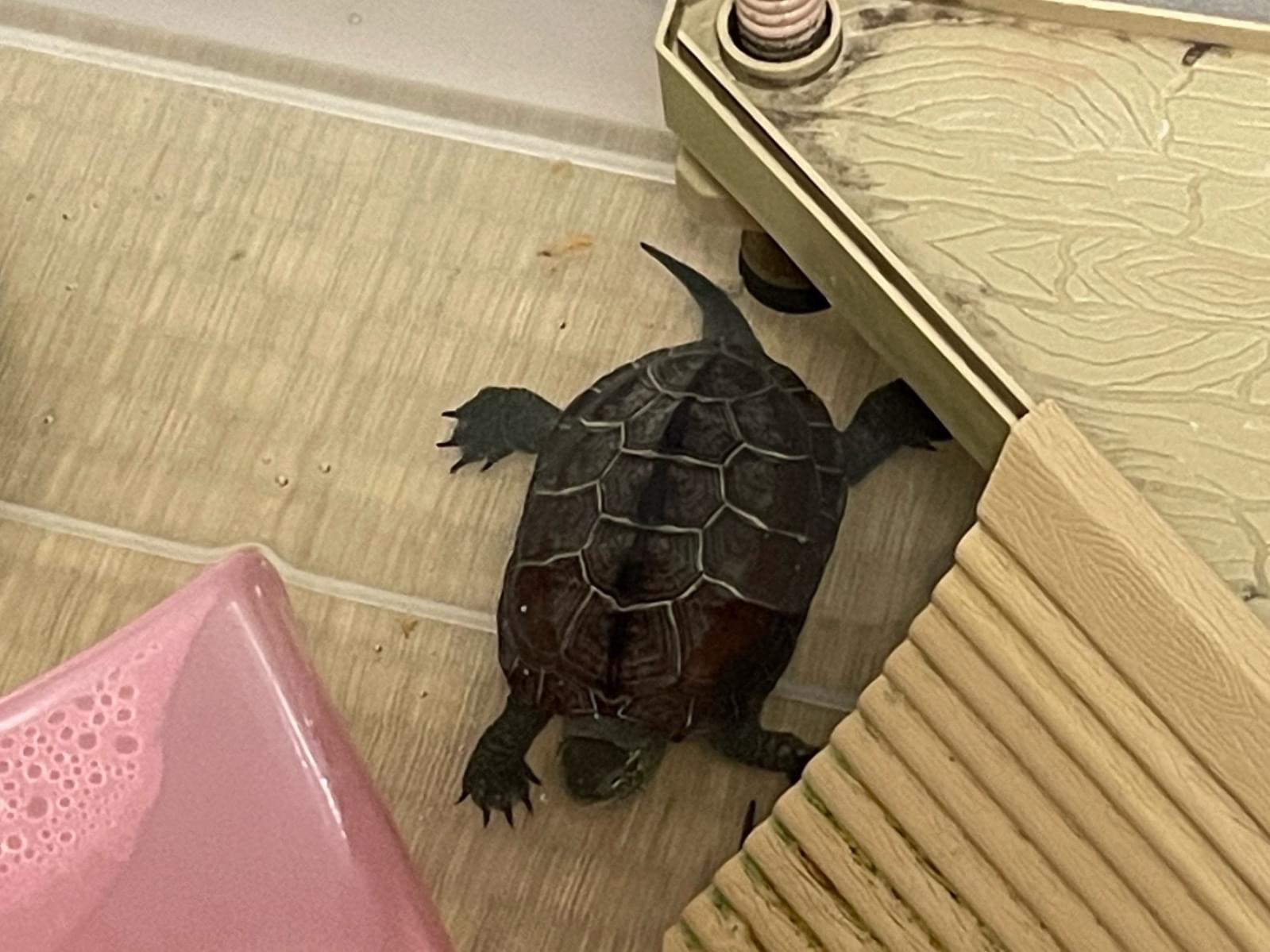 のろすけ。ちゃん のろすけ。ちゃん