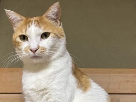 ココちゃん ココちゃん