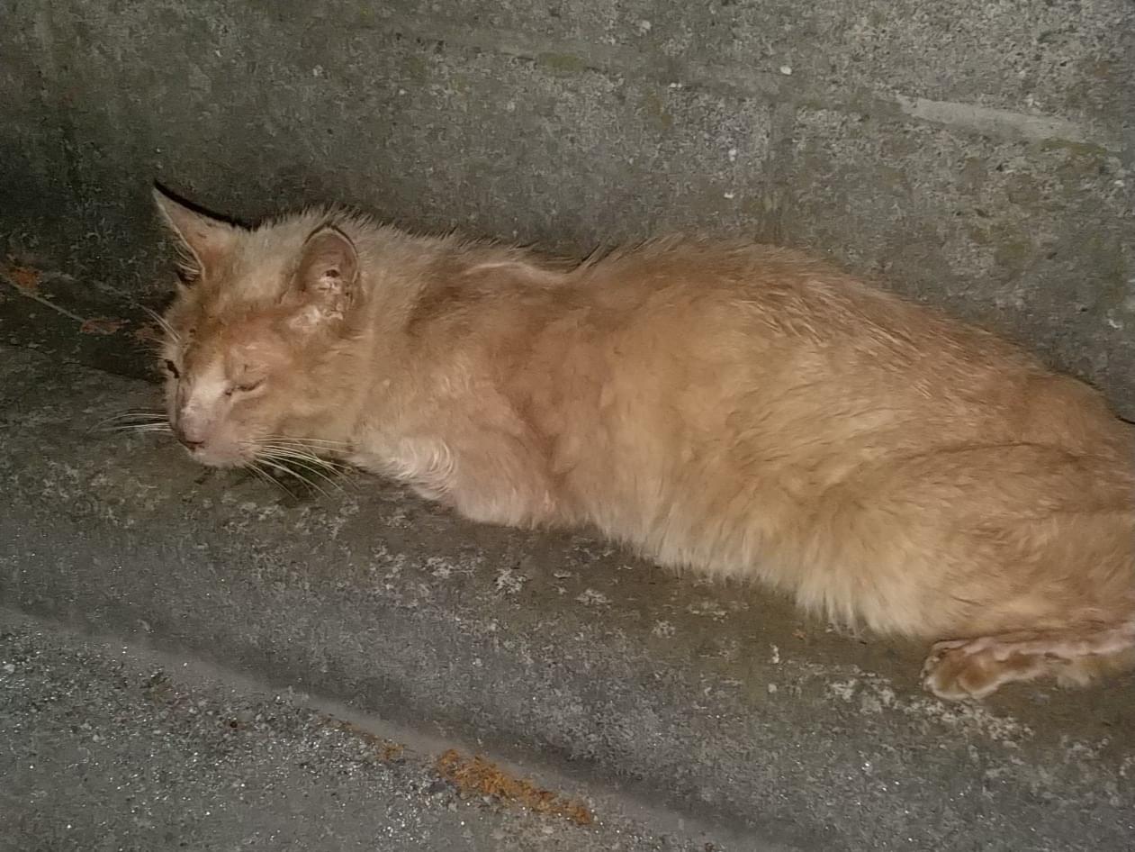 目撃された猫 目撃された猫