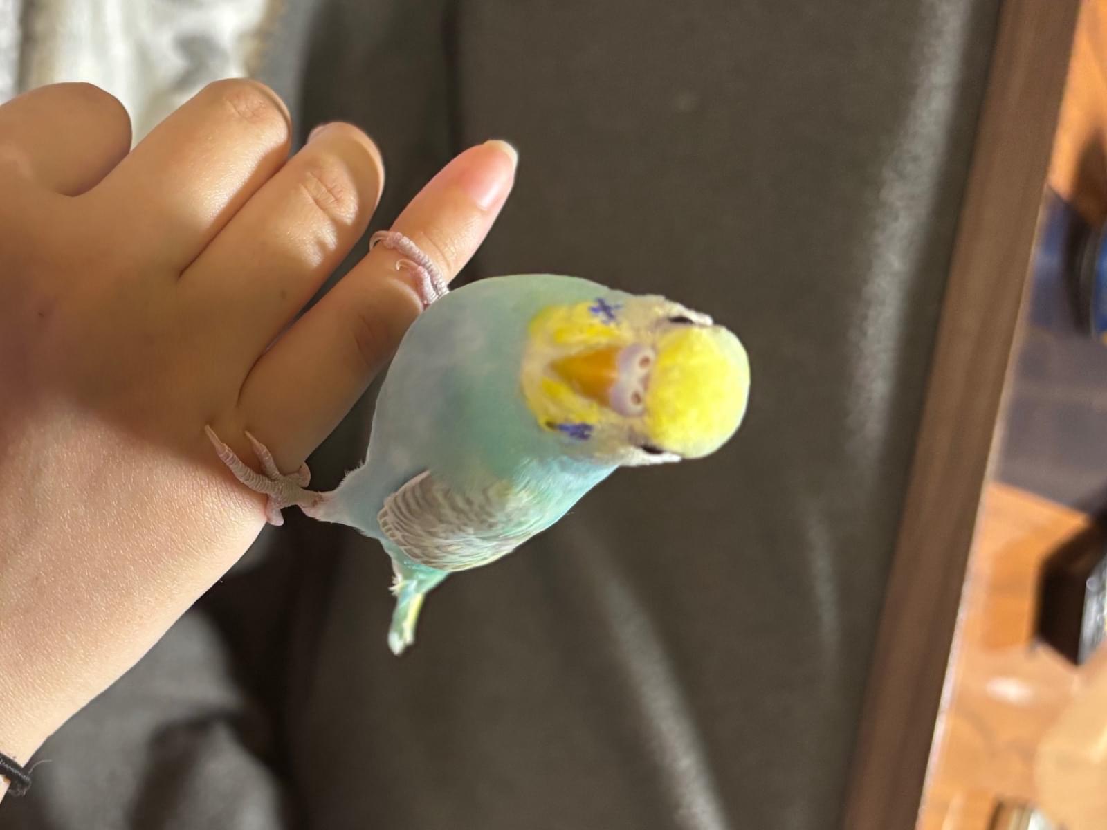 ぴこちゃん ぴこちゃん