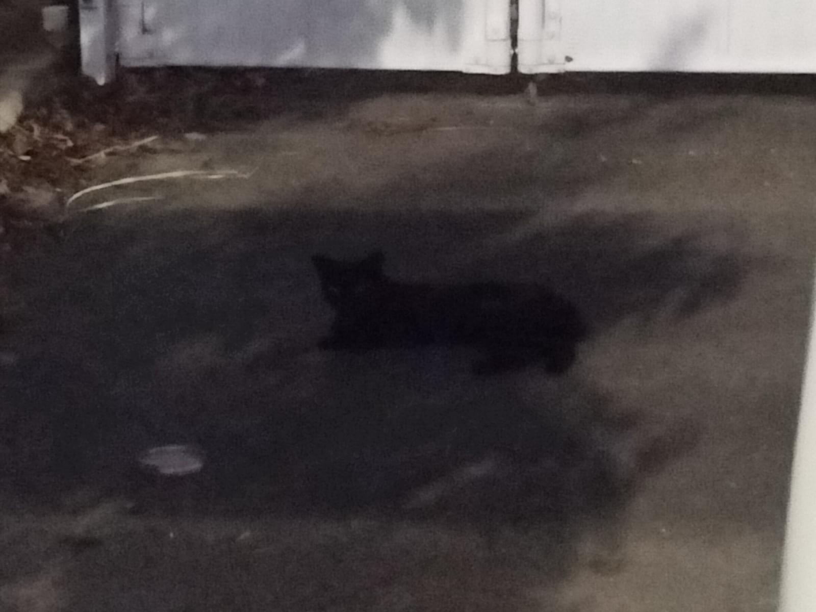 目撃された猫 目撃された猫