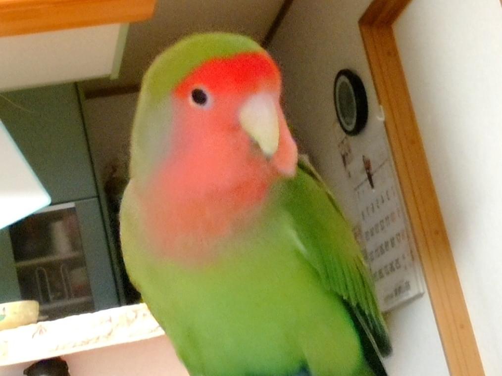 キュウちゃん キュウちゃん