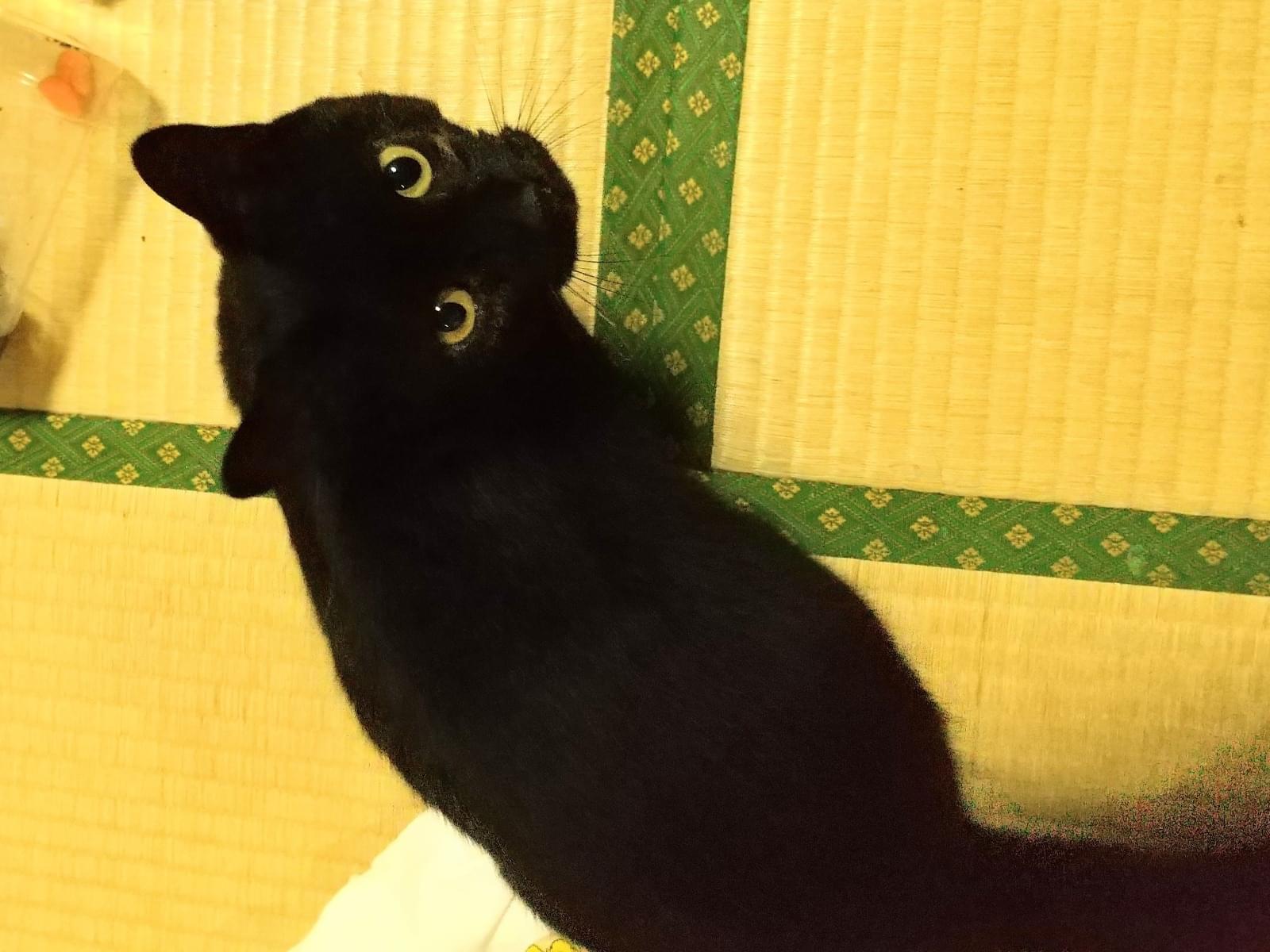 ちびちゃん