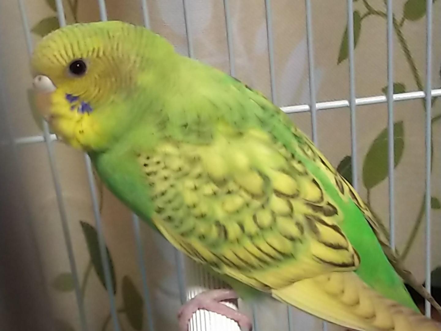 保護された鳥 保護された鳥