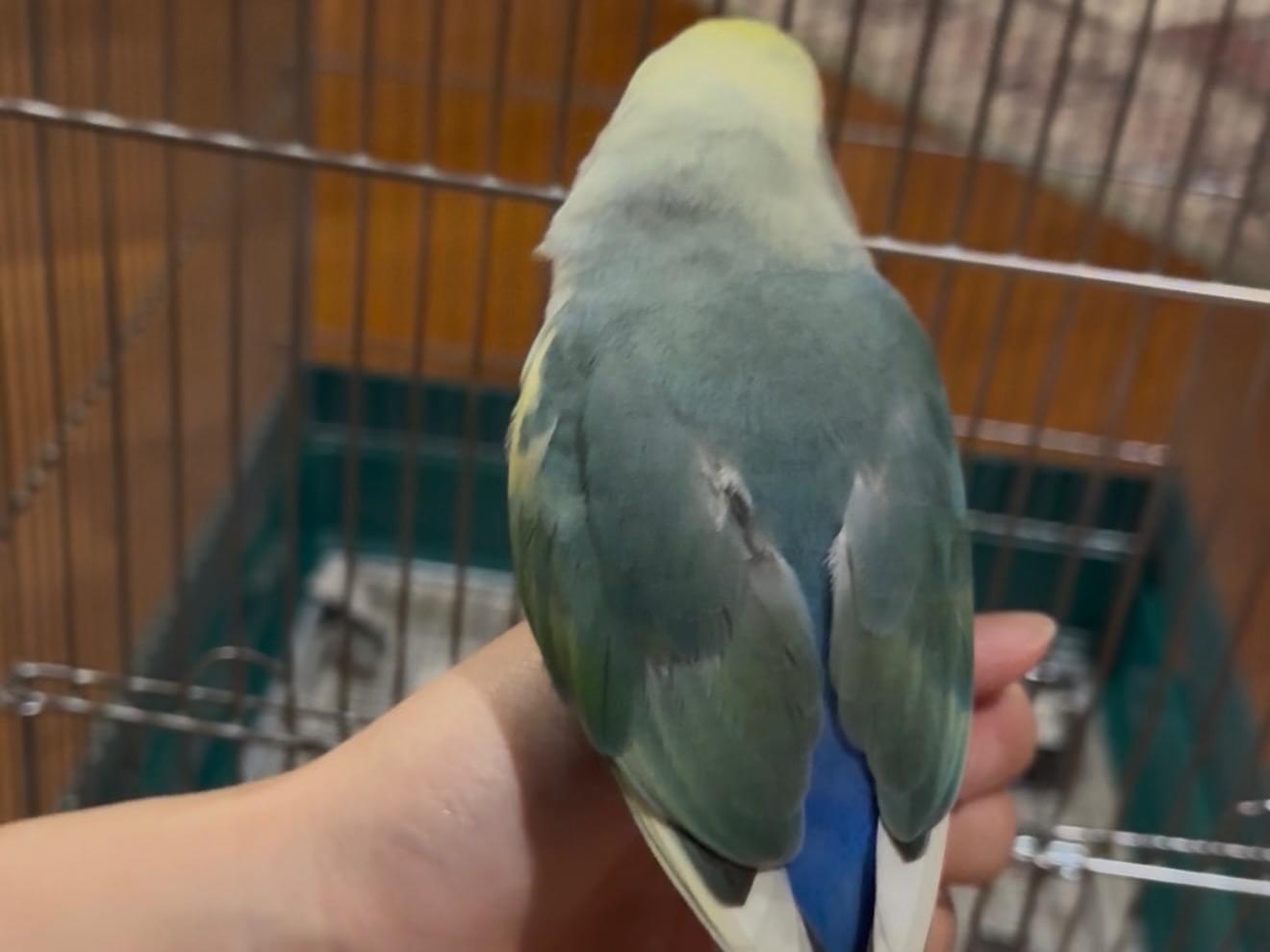 保護された鳥 保護された鳥