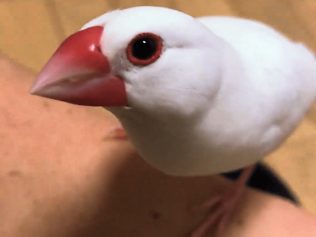 しろちゃん しろちゃん