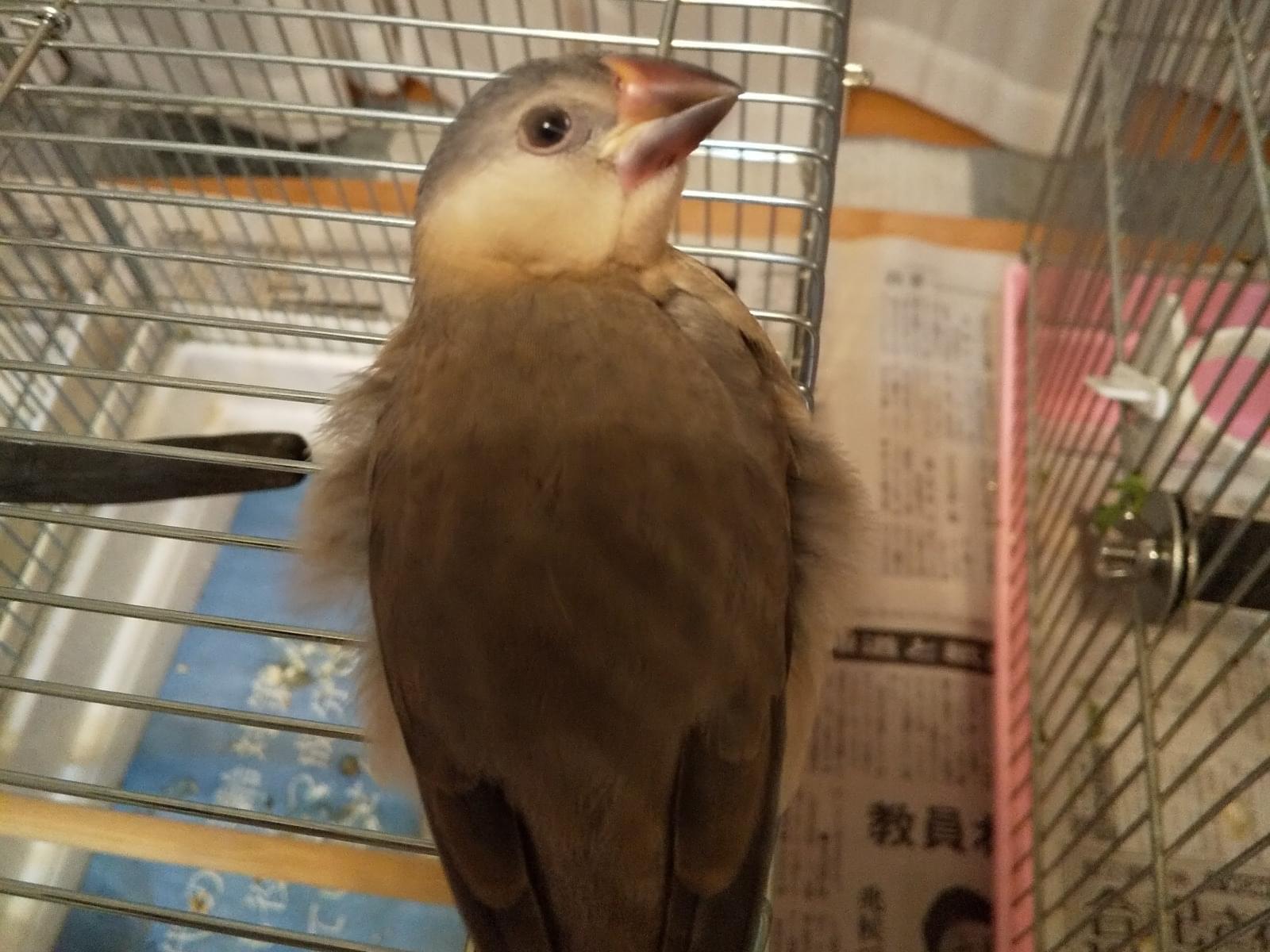 ふくちゃん ふくちゃん