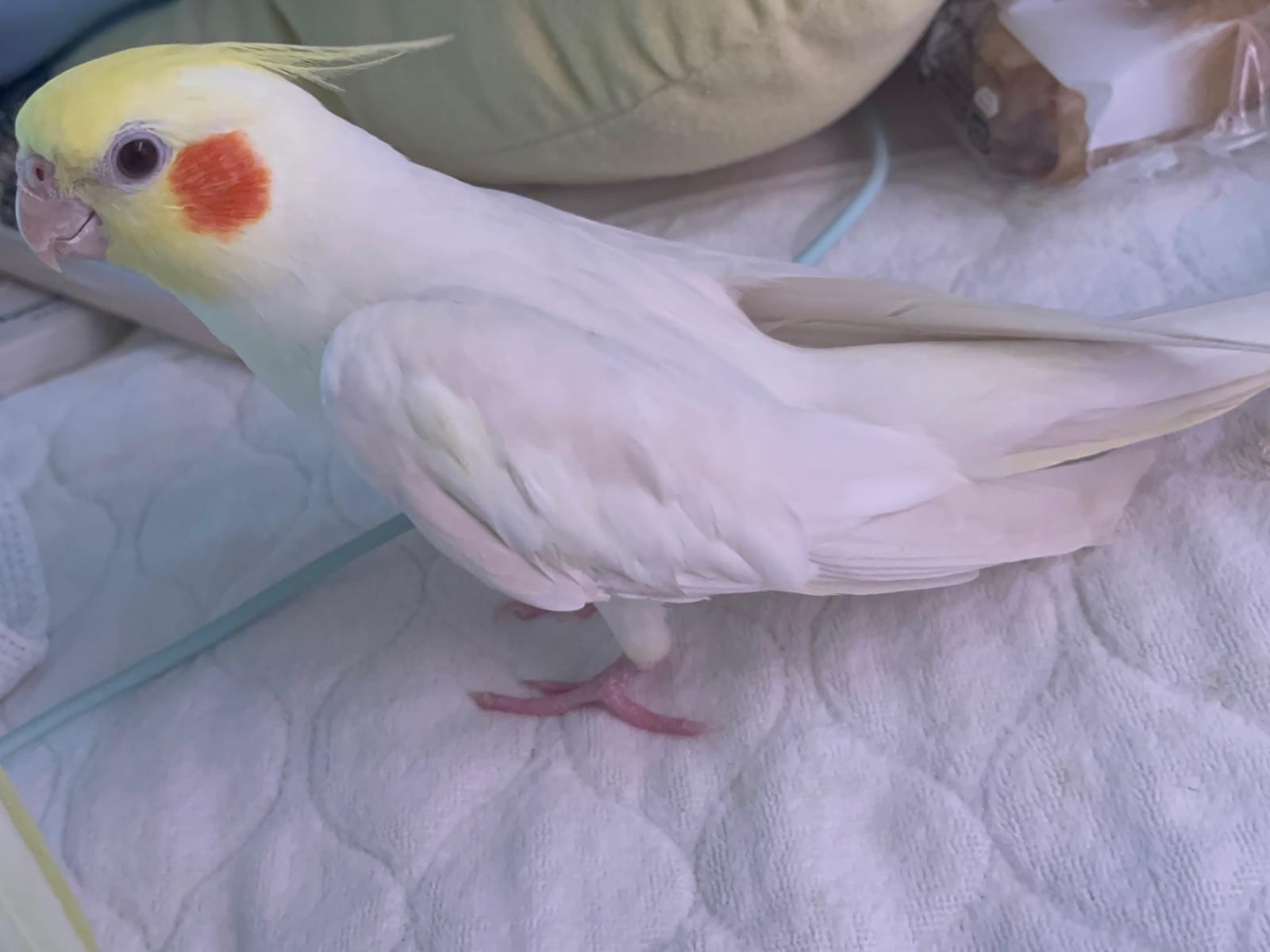 ふぁさちゃん ふぁさちゃん