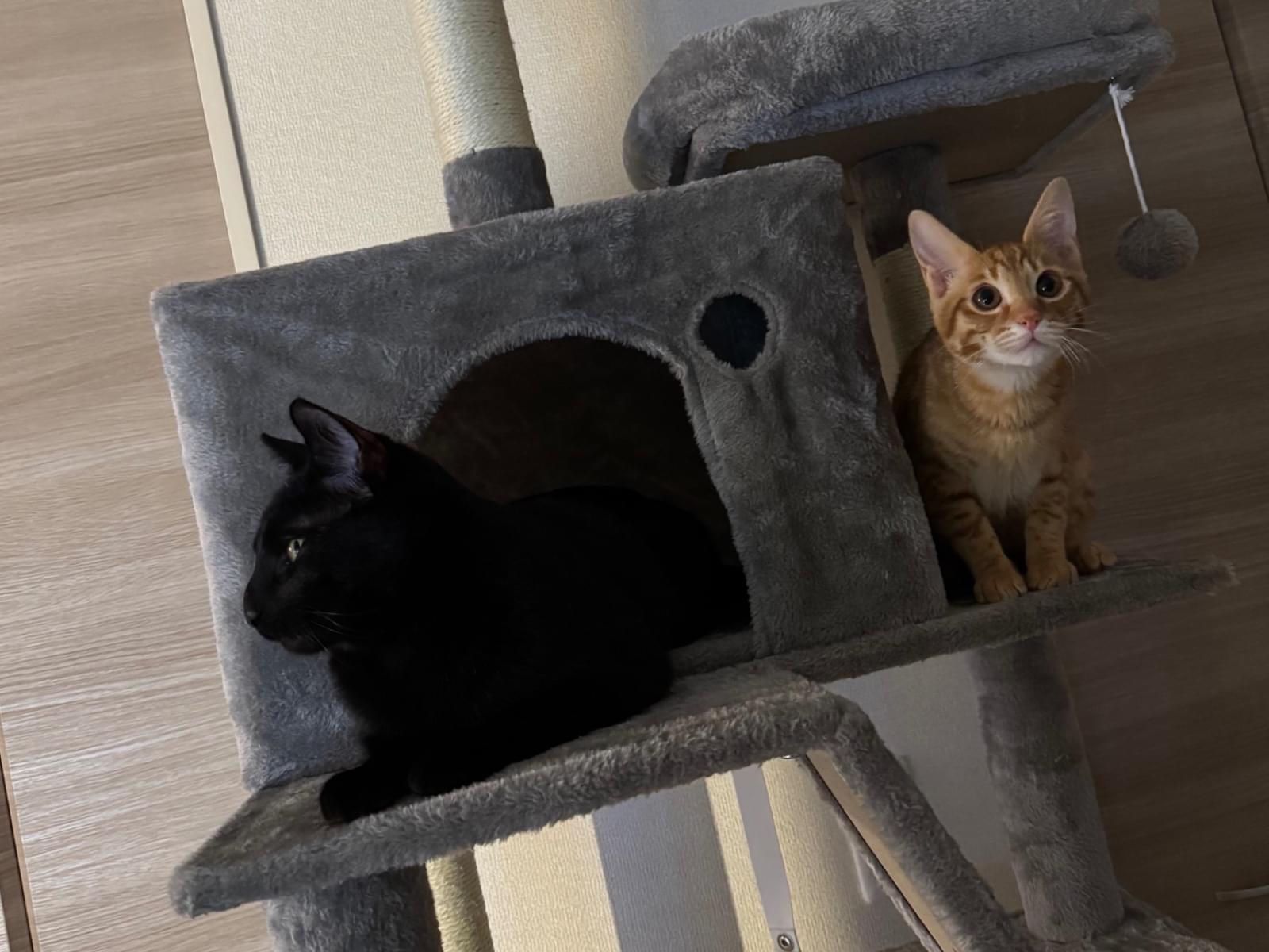 保護された猫 保護された猫