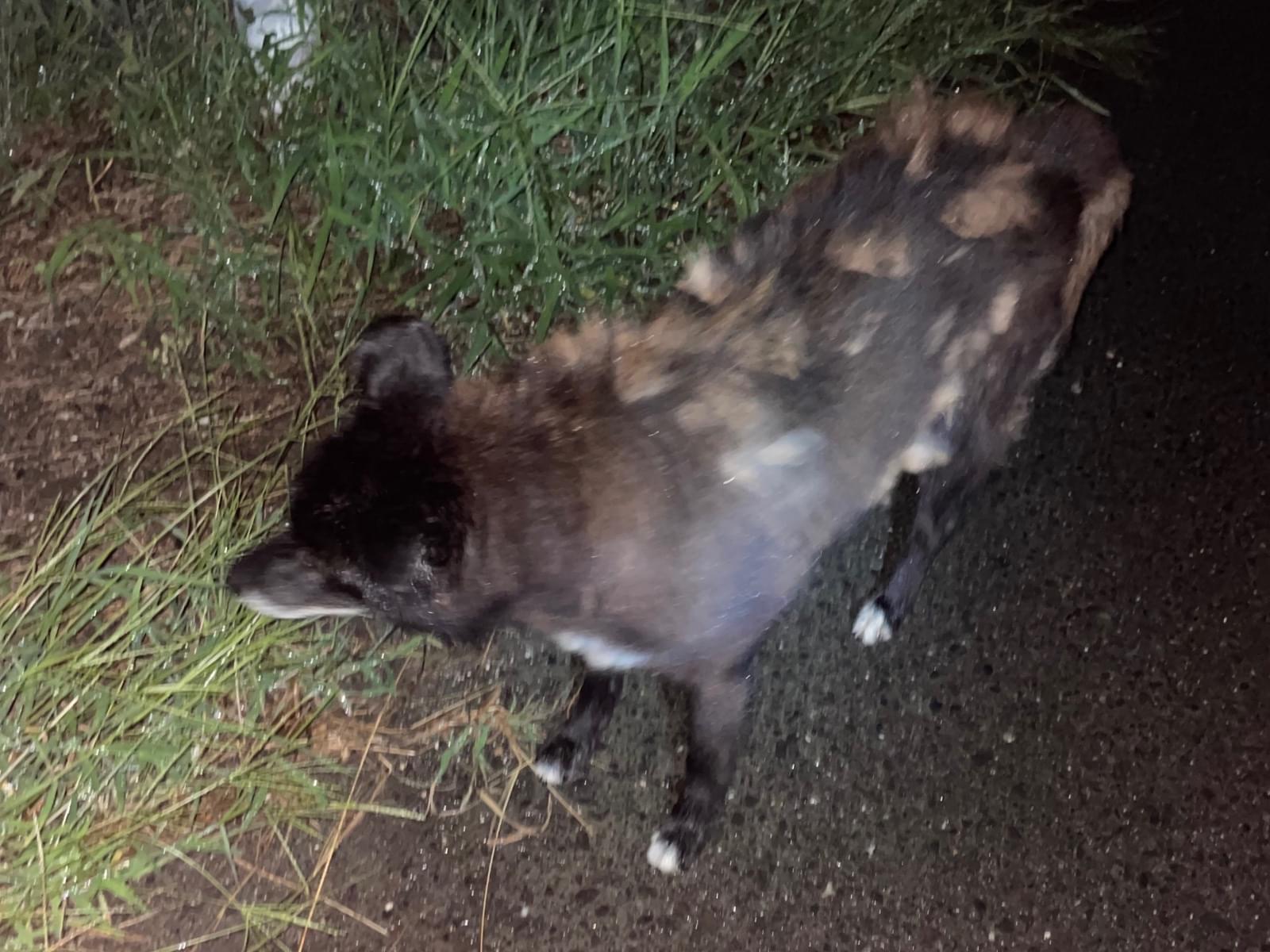 目撃された犬 目撃された犬