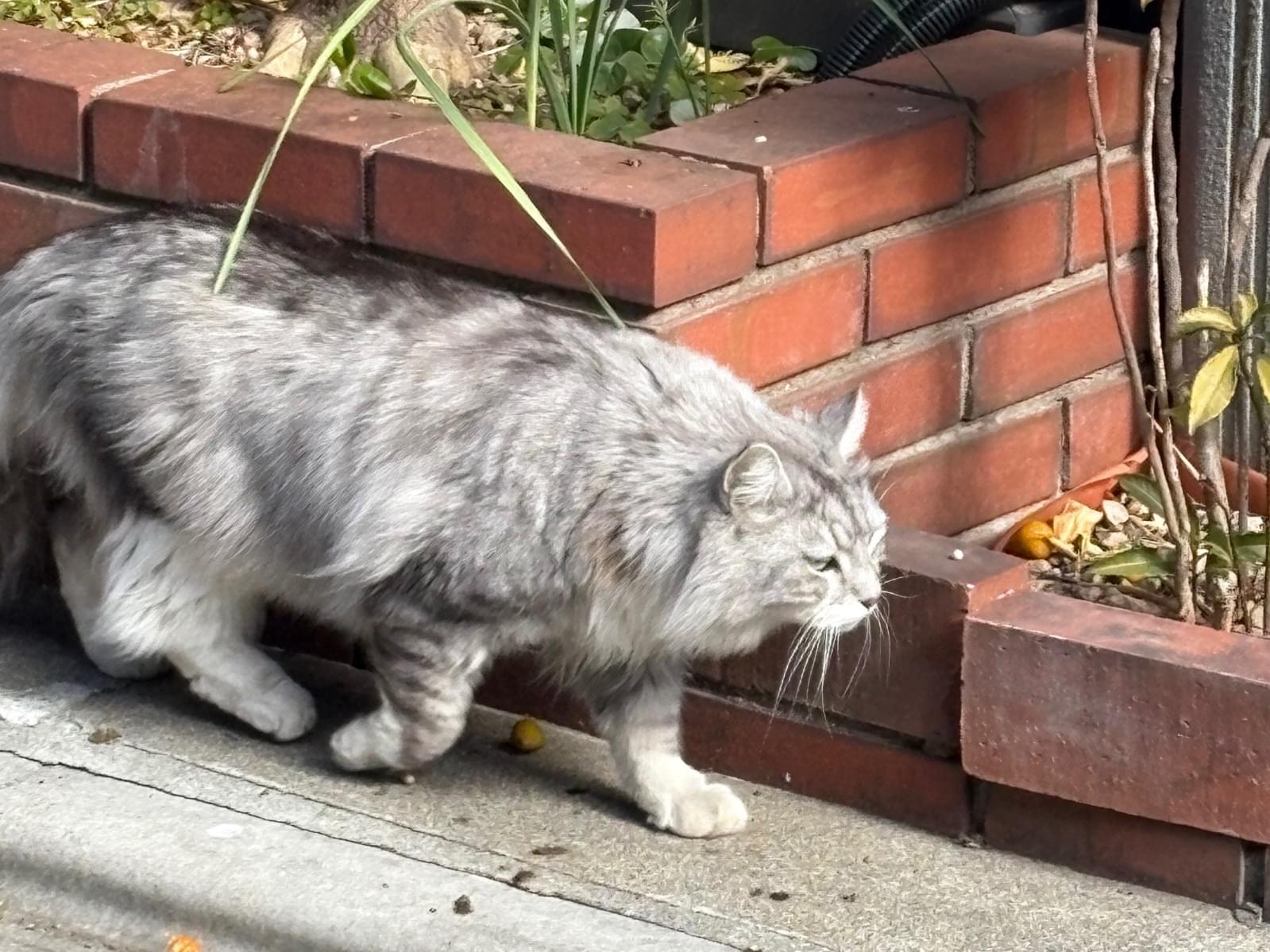 目撃された猫 目撃された猫