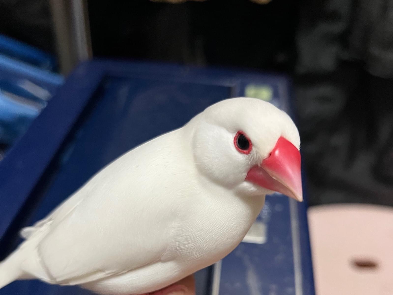 保護された鳥 保護された鳥