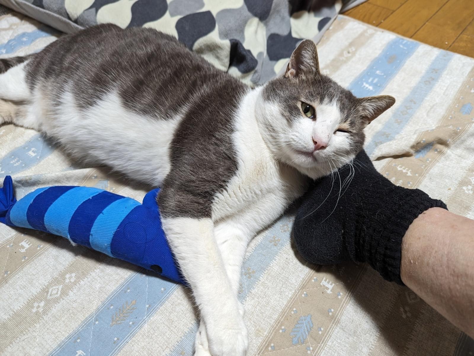 ニャンタロウちゃん