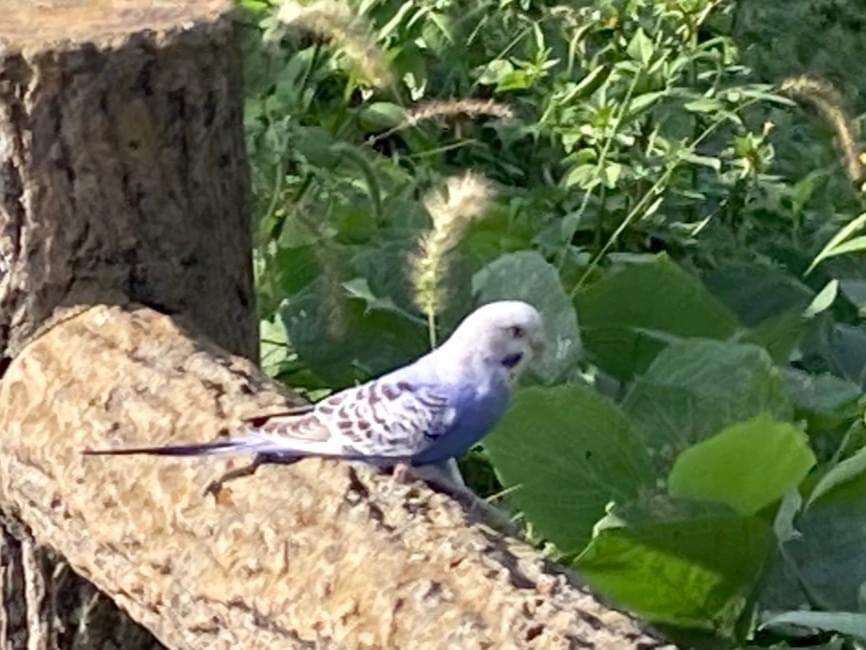 目撃された鳥 目撃された鳥