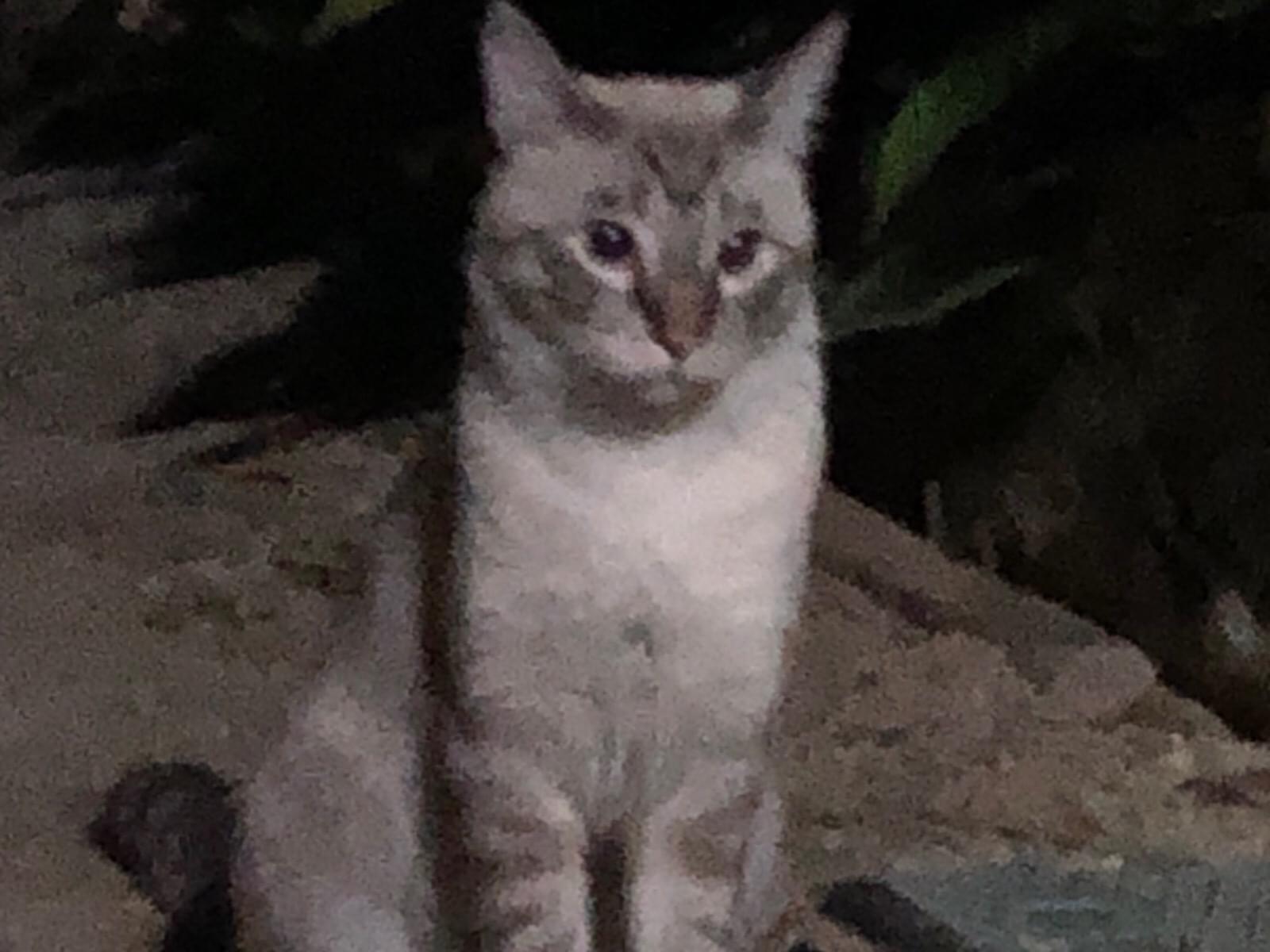 目撃された猫 目撃された猫