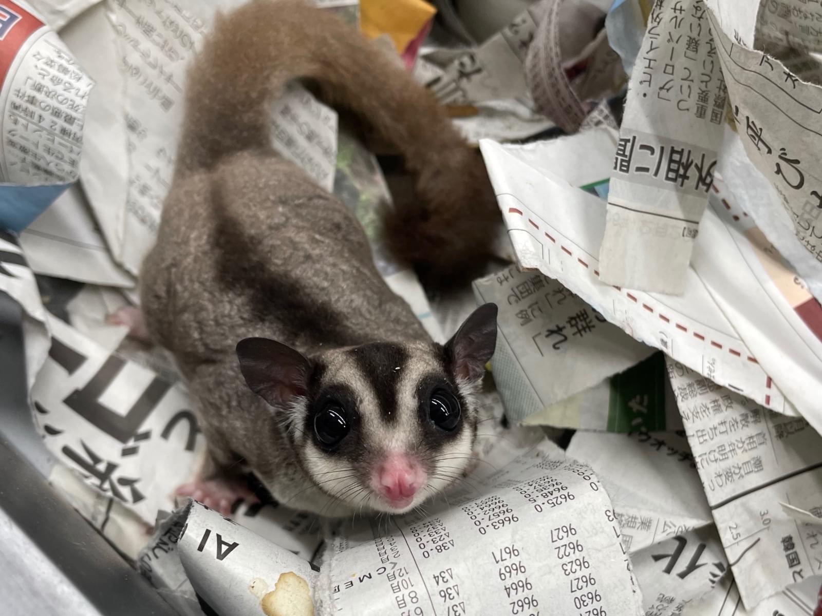 ぐらちゃん ぐらちゃん