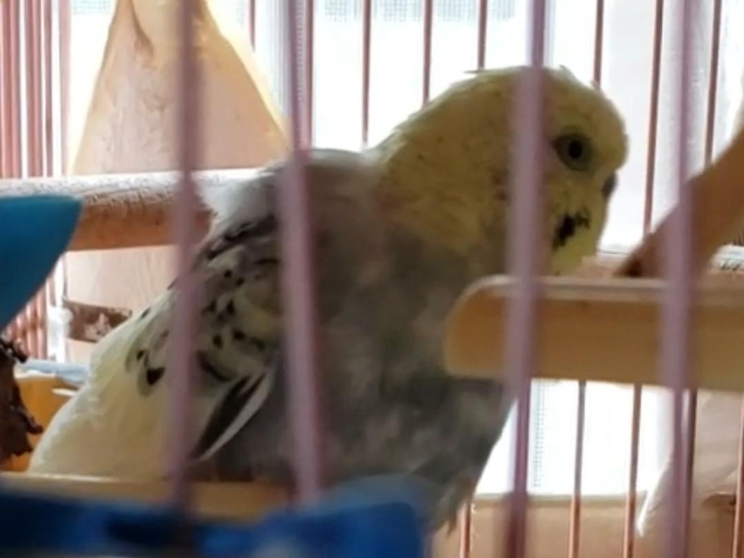 ぴーちゃん ぴーちゃん