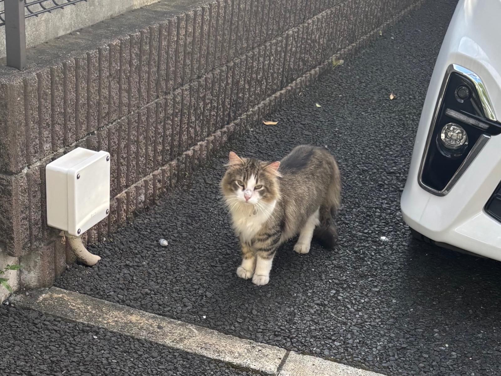 目撃された猫 目撃された猫