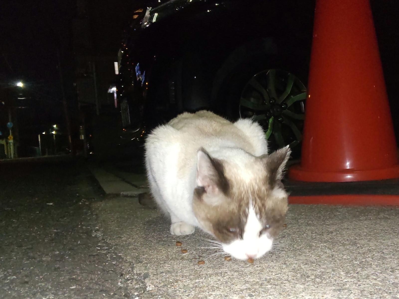 目撃された猫 目撃された猫