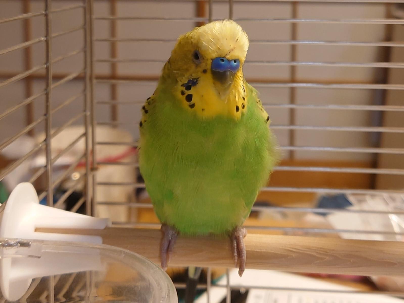 保護された鳥