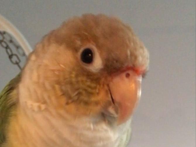 フィンちゃん フィンちゃん