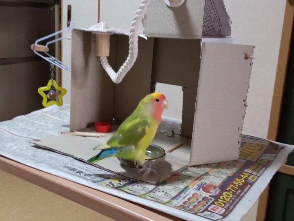 にこちゃん にこちゃん