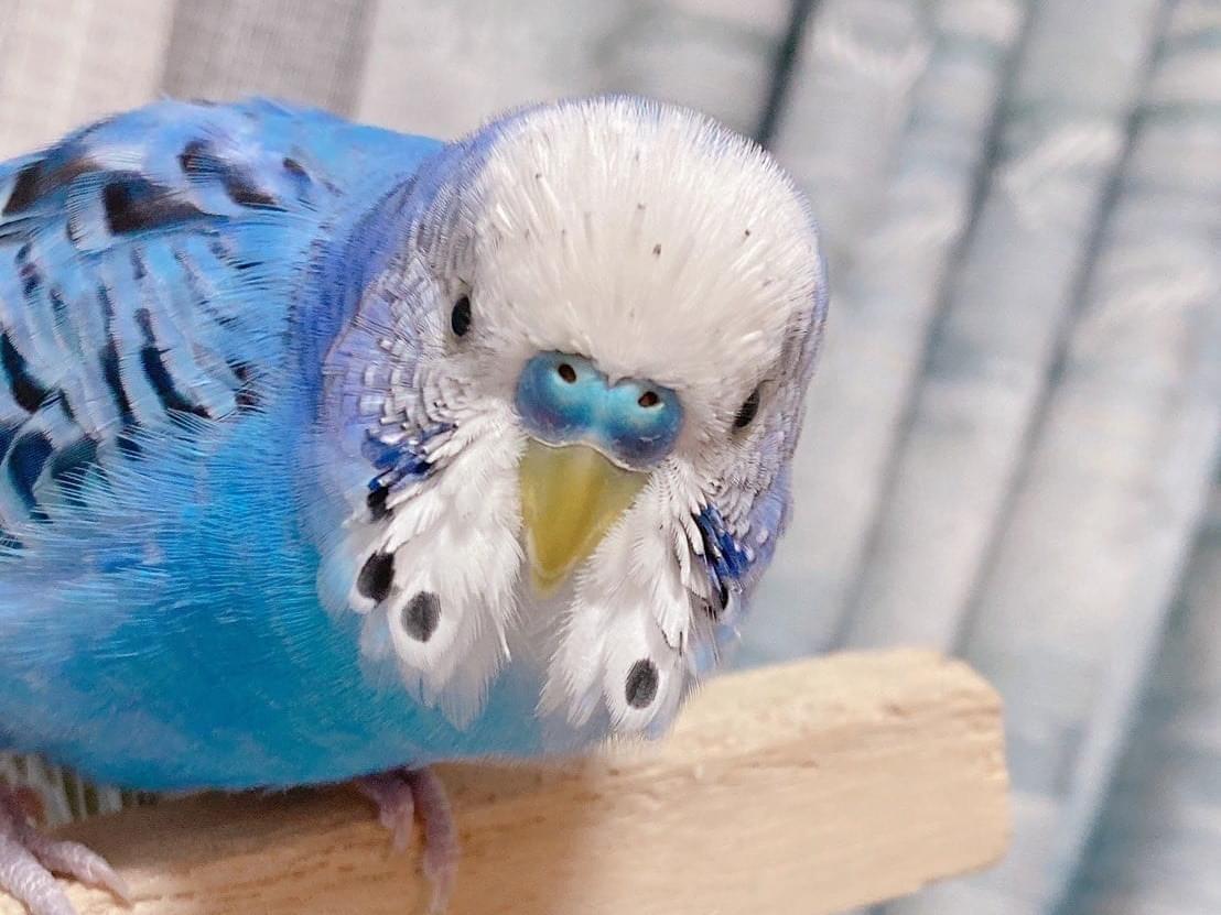 ふじちゃん ふじちゃん