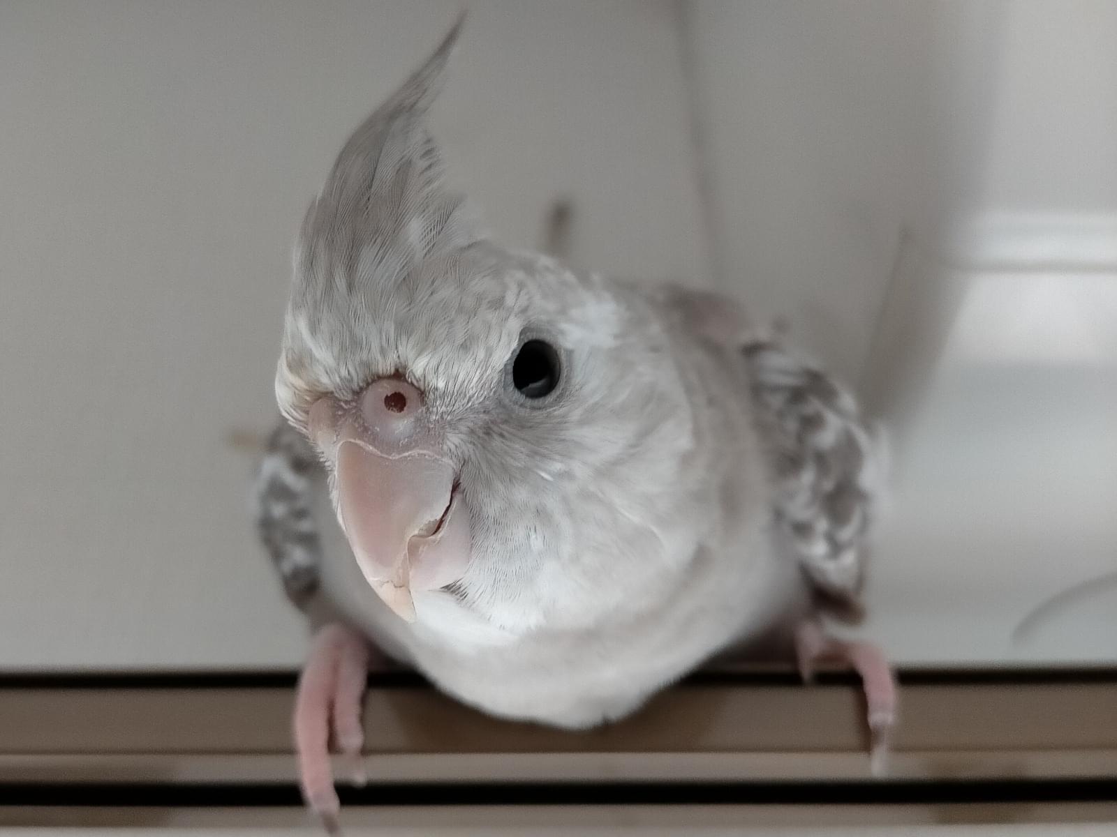 パピコちゃん パピコちゃん