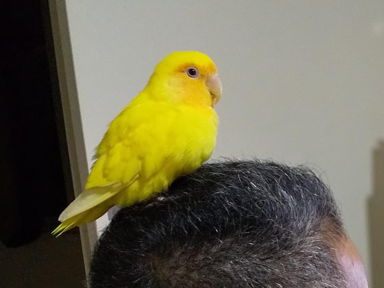 ぴーちゃん ぴーちゃん