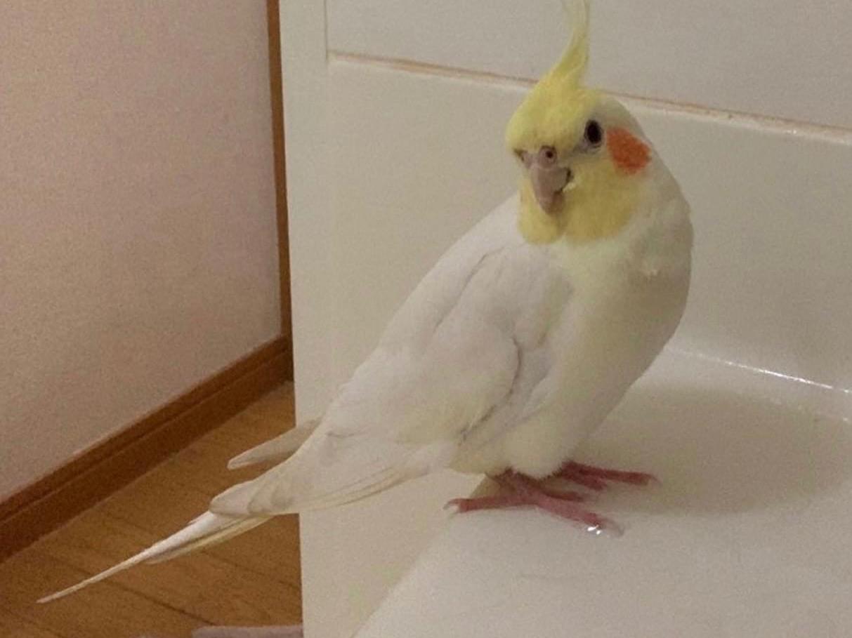 ピーちゃん ピーちゃん