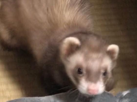 ちくわちゃん ちくわちゃん