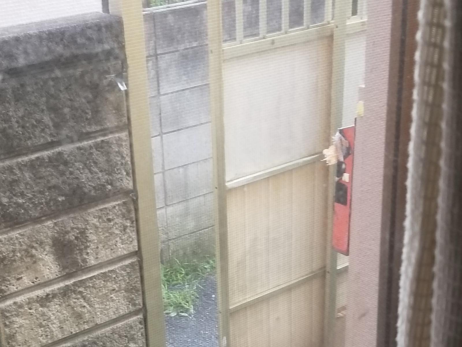 目撃された猫 目撃された猫