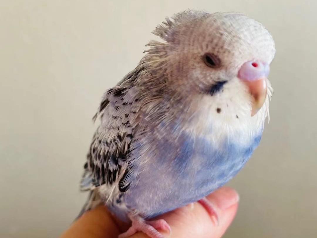 保護された鳥 保護された鳥