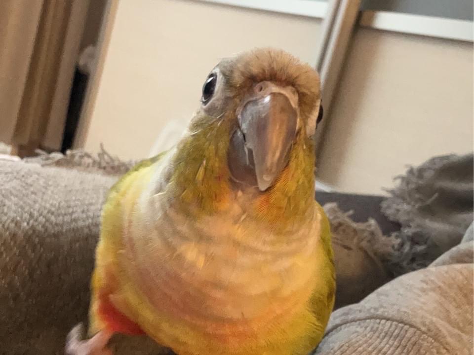 シナモンちゃん シナモンちゃん