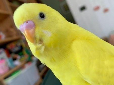 おまめちゃん おまめちゃん