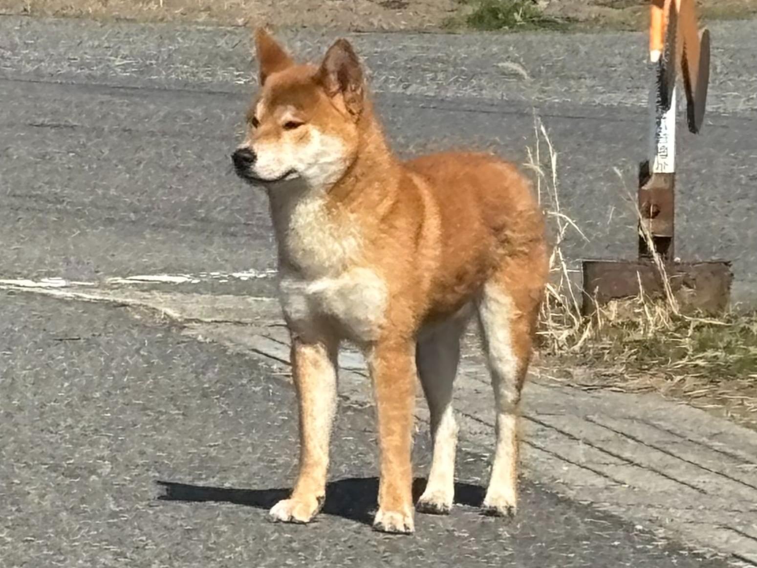 目撃された犬 目撃された犬