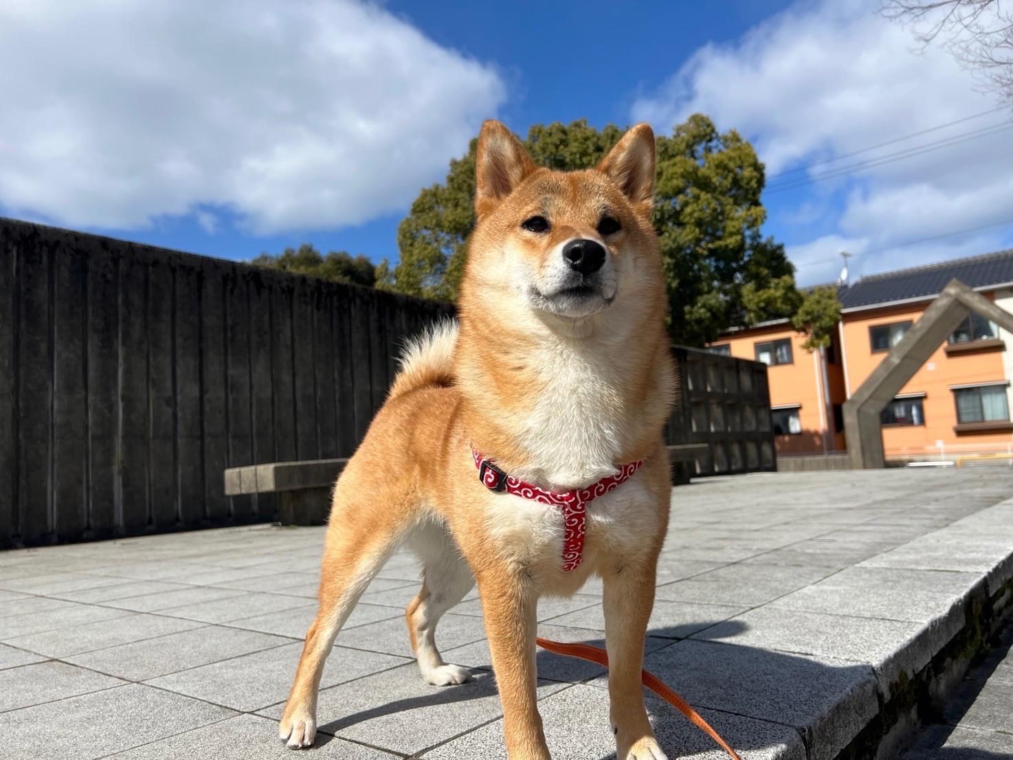 いとちゃん いとちゃん