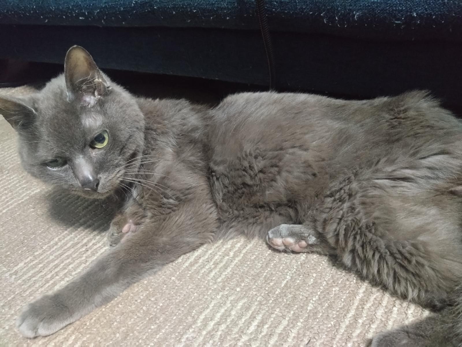 保護された猫