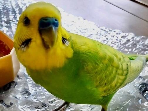 保護された鳥 保護された鳥