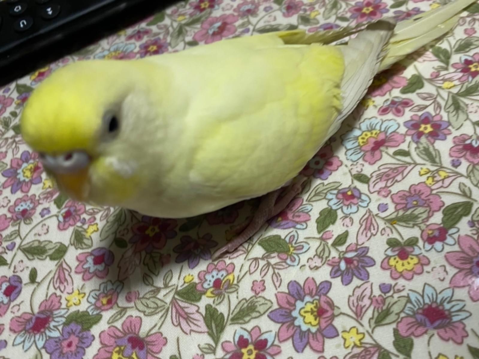 ピリちゃん ピリちゃん