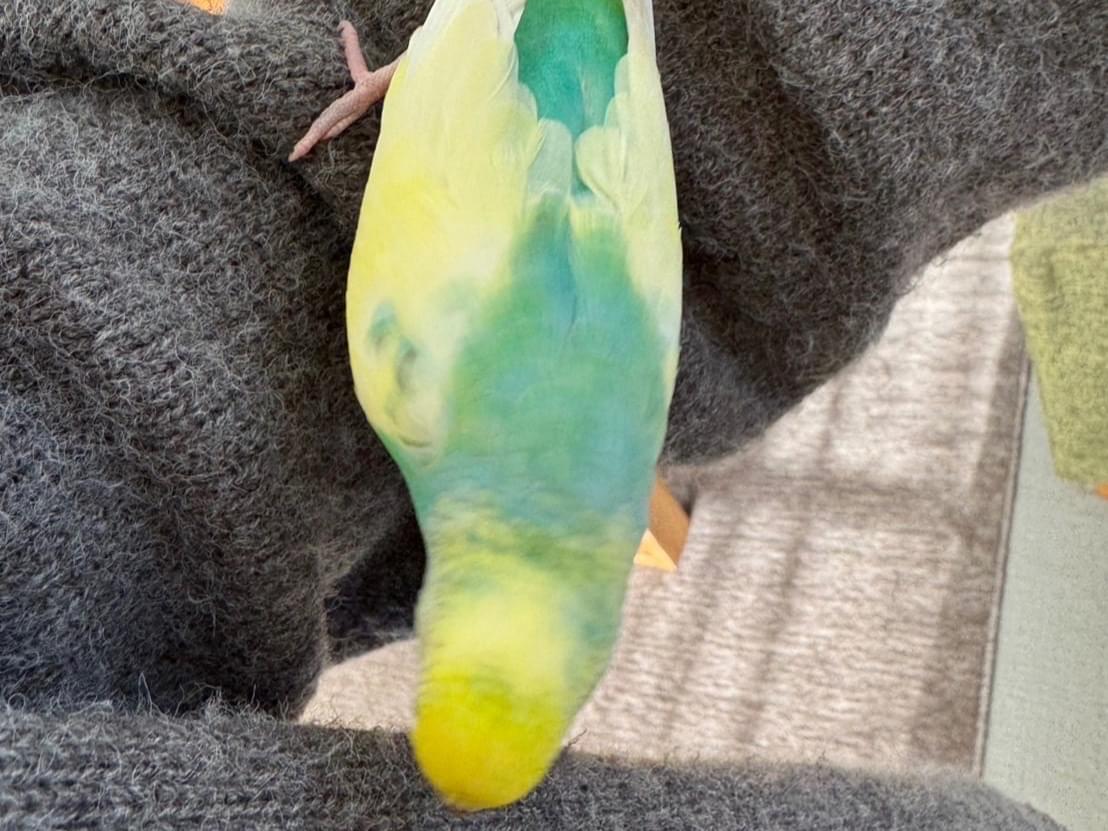 しみおちゃん しみおちゃん