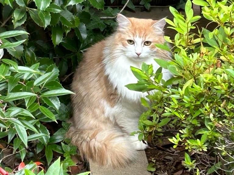 目撃された猫 目撃された猫