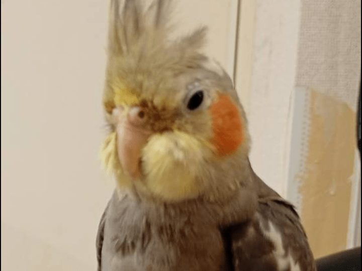 くーちゃん くーちゃん