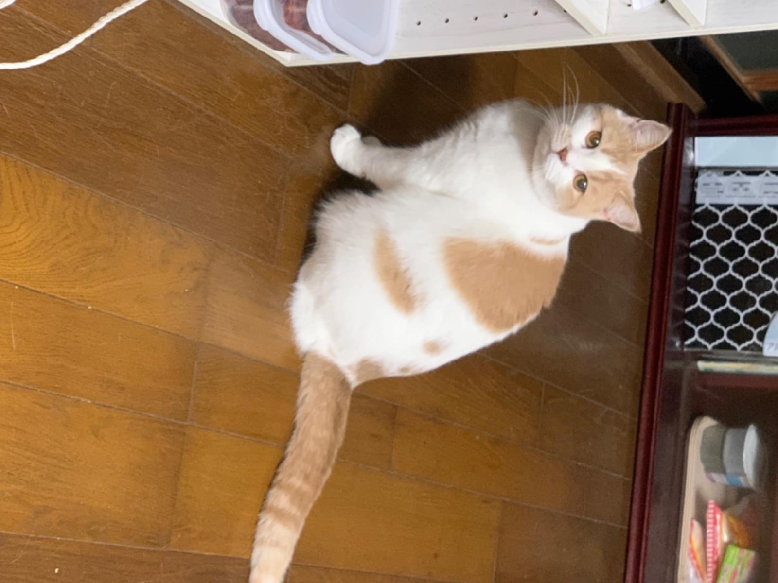 ちびちびちゃん ちびちびちゃん