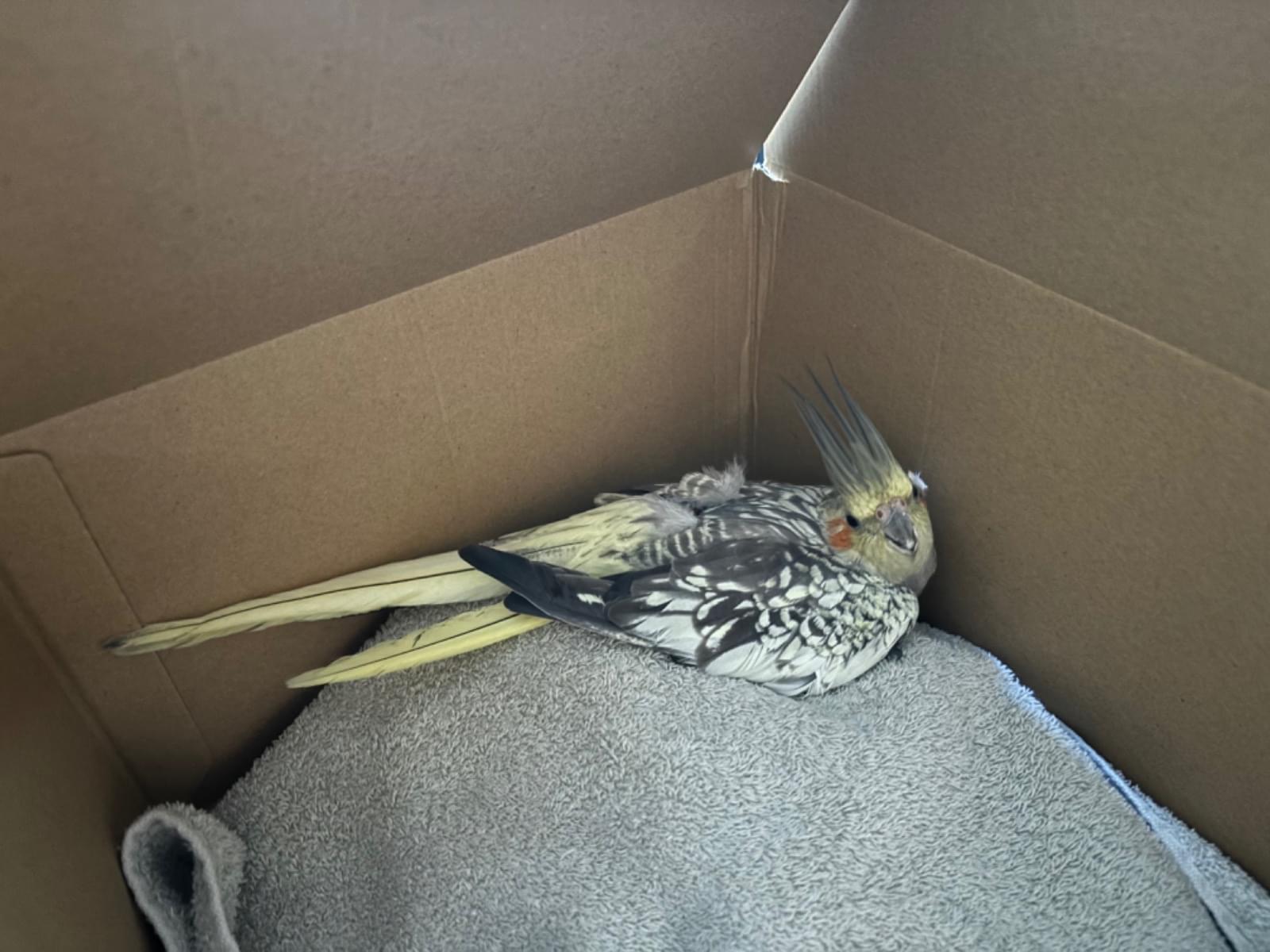 保護された鳥 保護された鳥