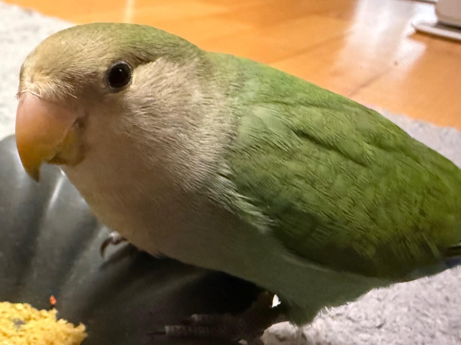 ももちゃん ももちゃん